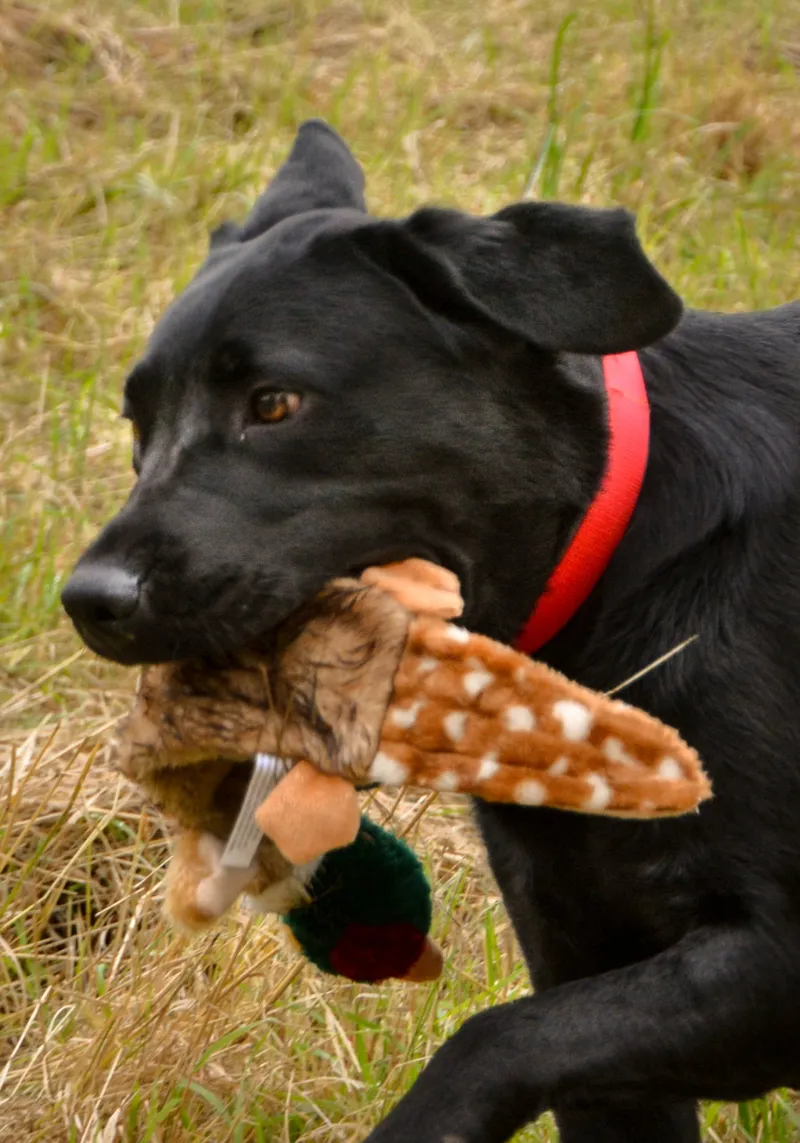Petface Multi Squeak Pheasant Toy-1